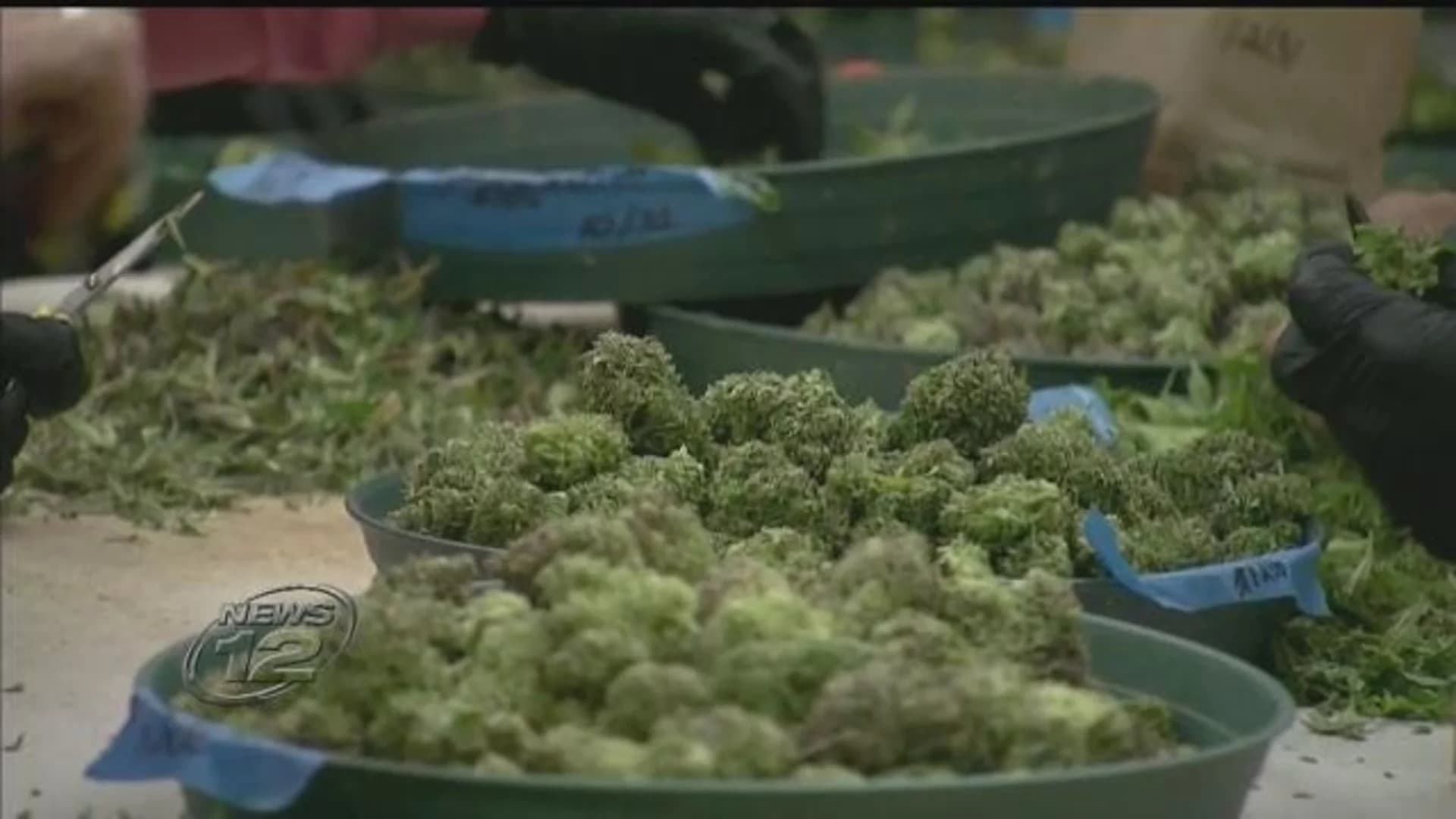 Suffolk considering opt-out option for pot if it becomes legal in NY