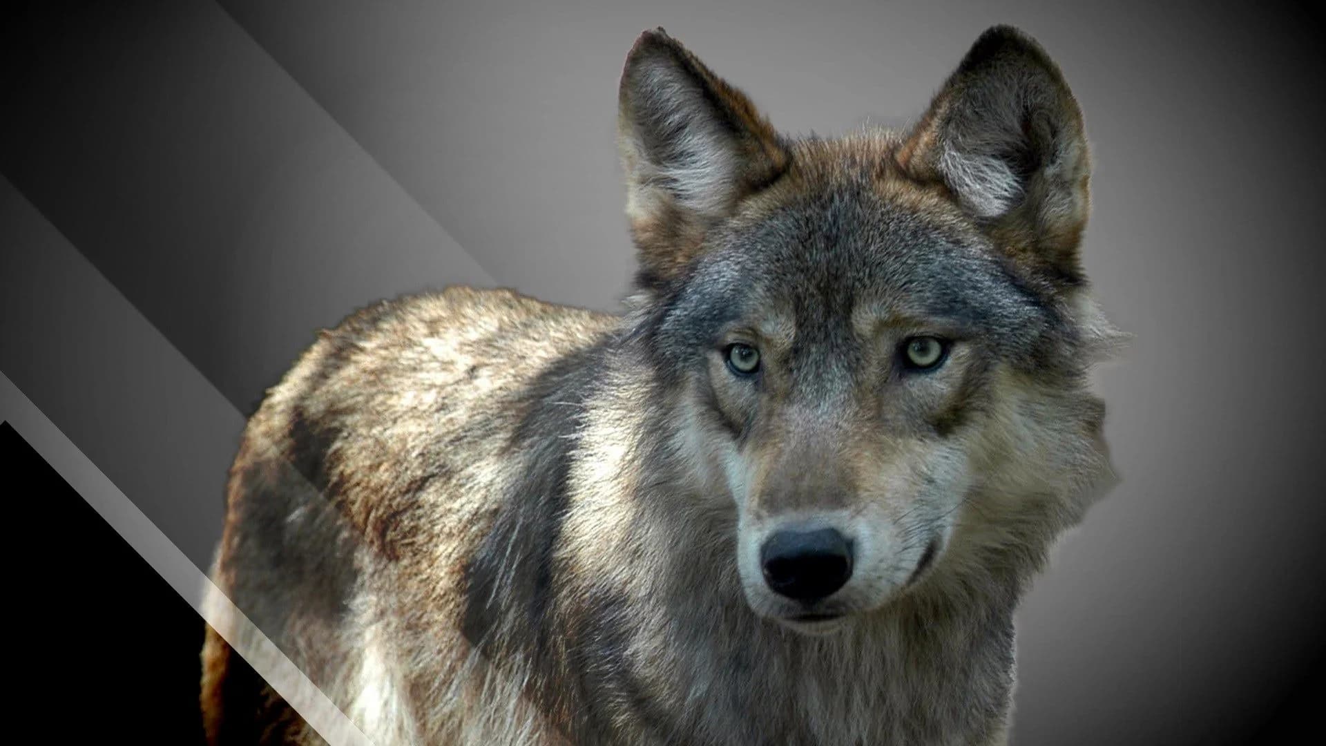 ‘Something out of a horror movie.’ New Jersey family attacked by wolf on camping trip