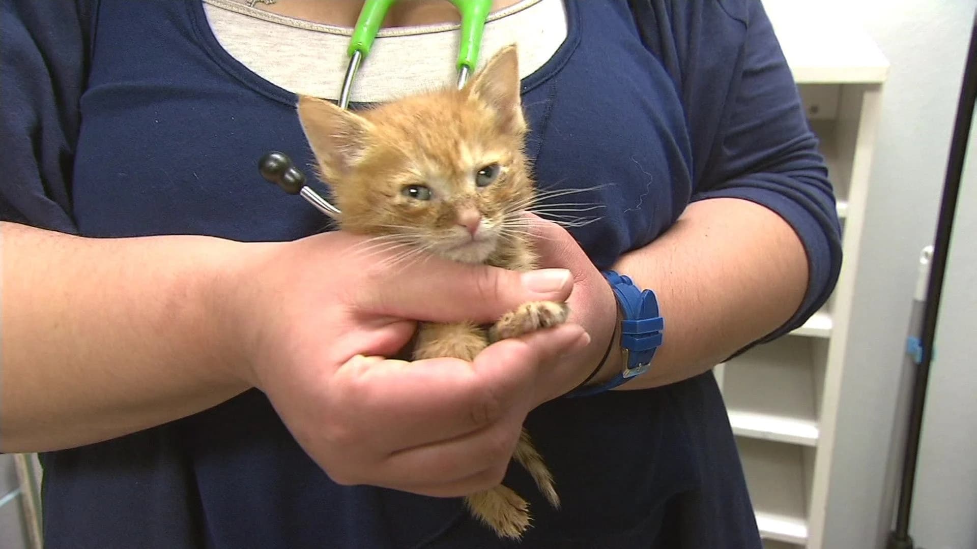New push to make declawing cats in NY a crime