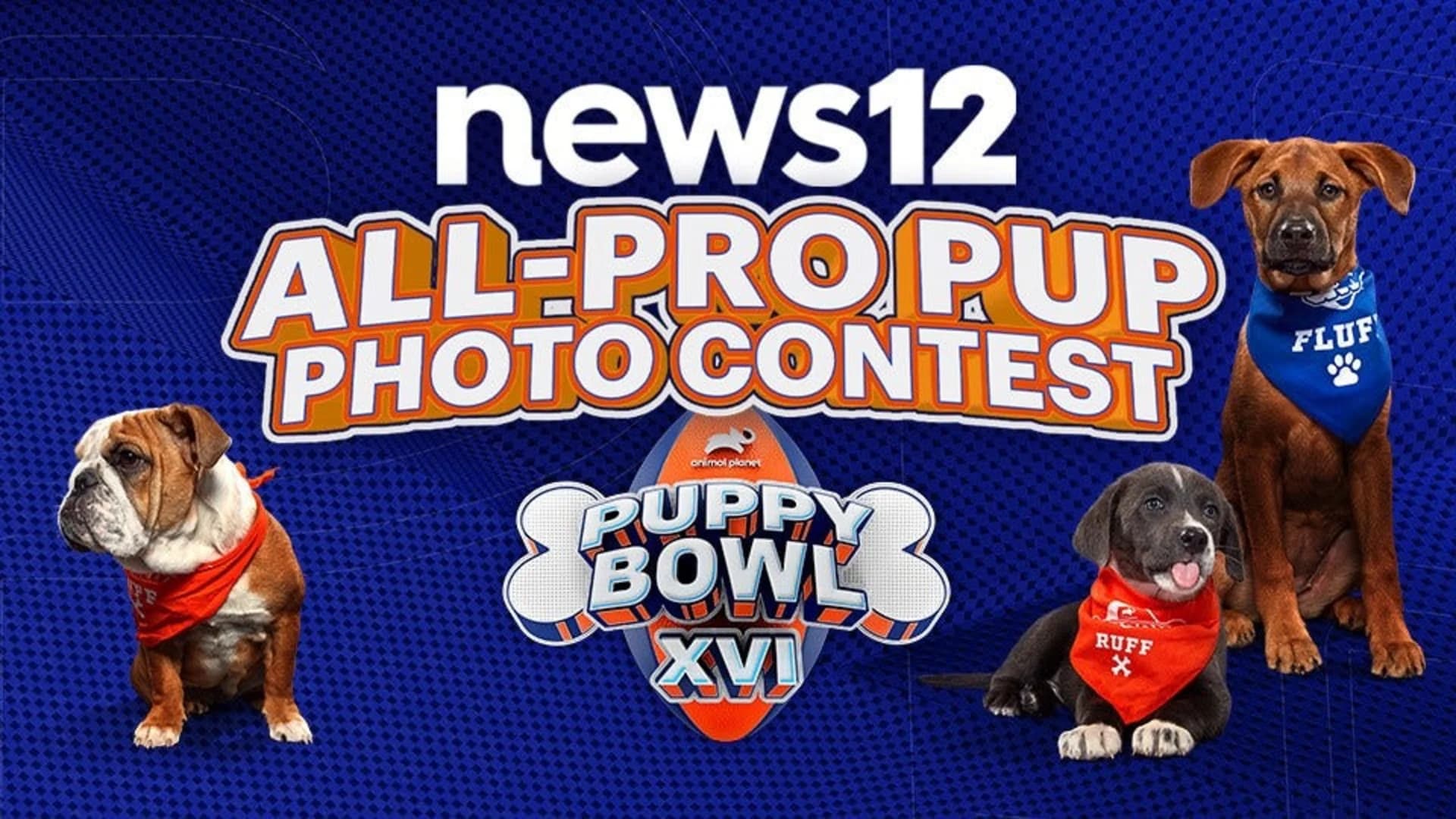 NEWS 12 ALL-PRO PUP PHOTO PROMOTION-SWEEPSTAKES