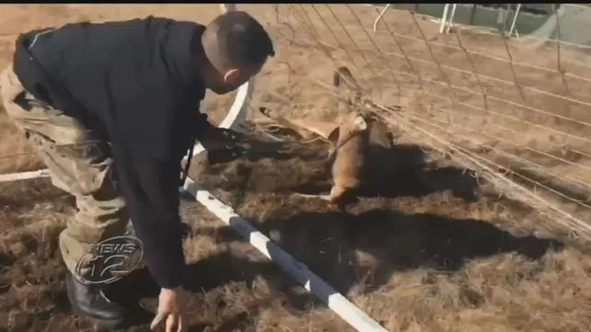 Rescuers free deer tangled in net in Shirley