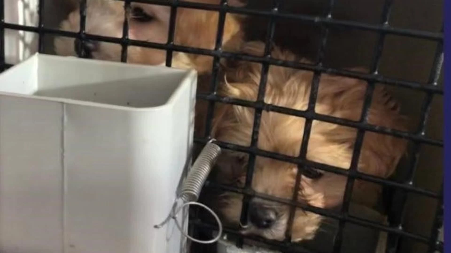 Nassau SPCA: Uptick in reports of sick puppies being sold