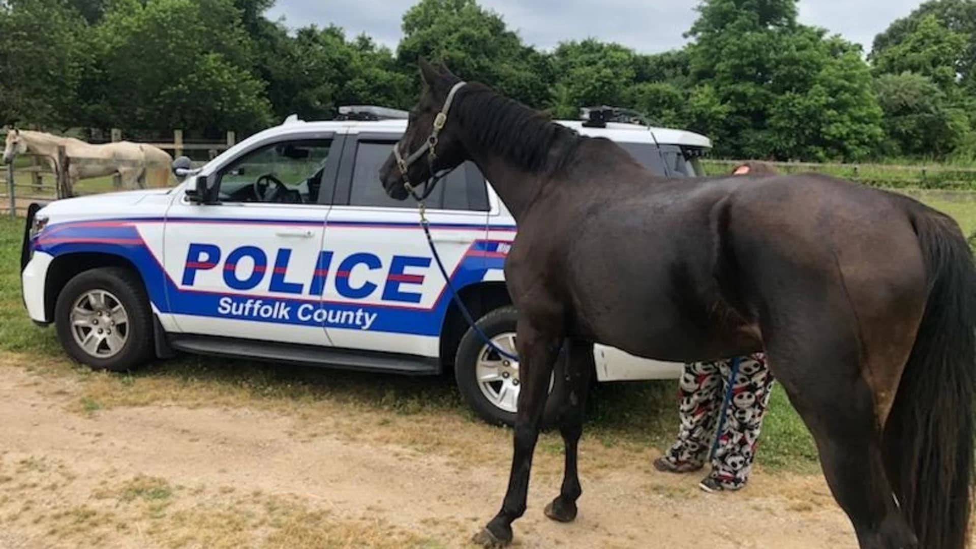 Horse escapes Brookhaven farm, takes a stroll on Sunrise Highway