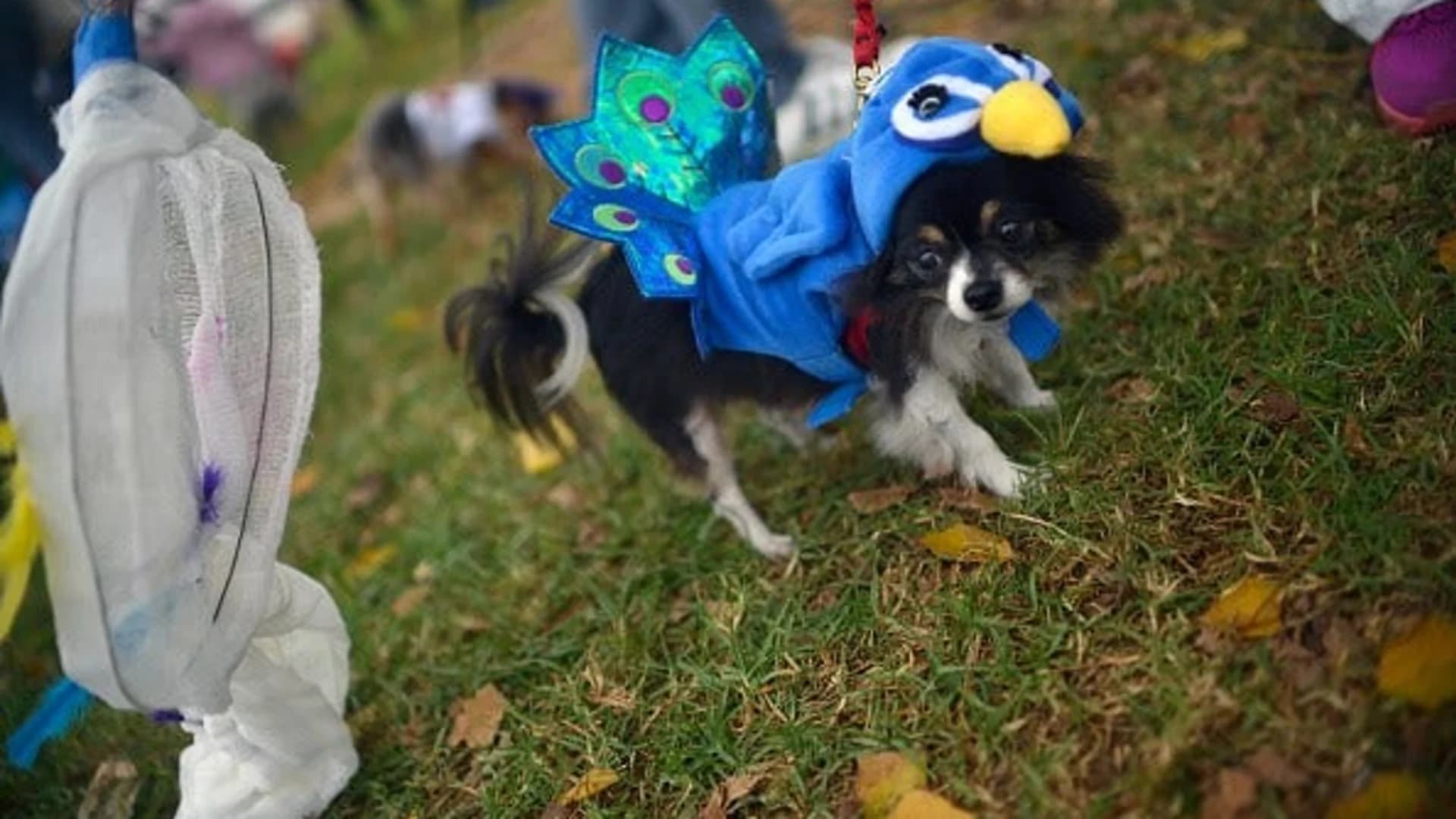 Submit your photos for National Dress Up Your Pet Day
