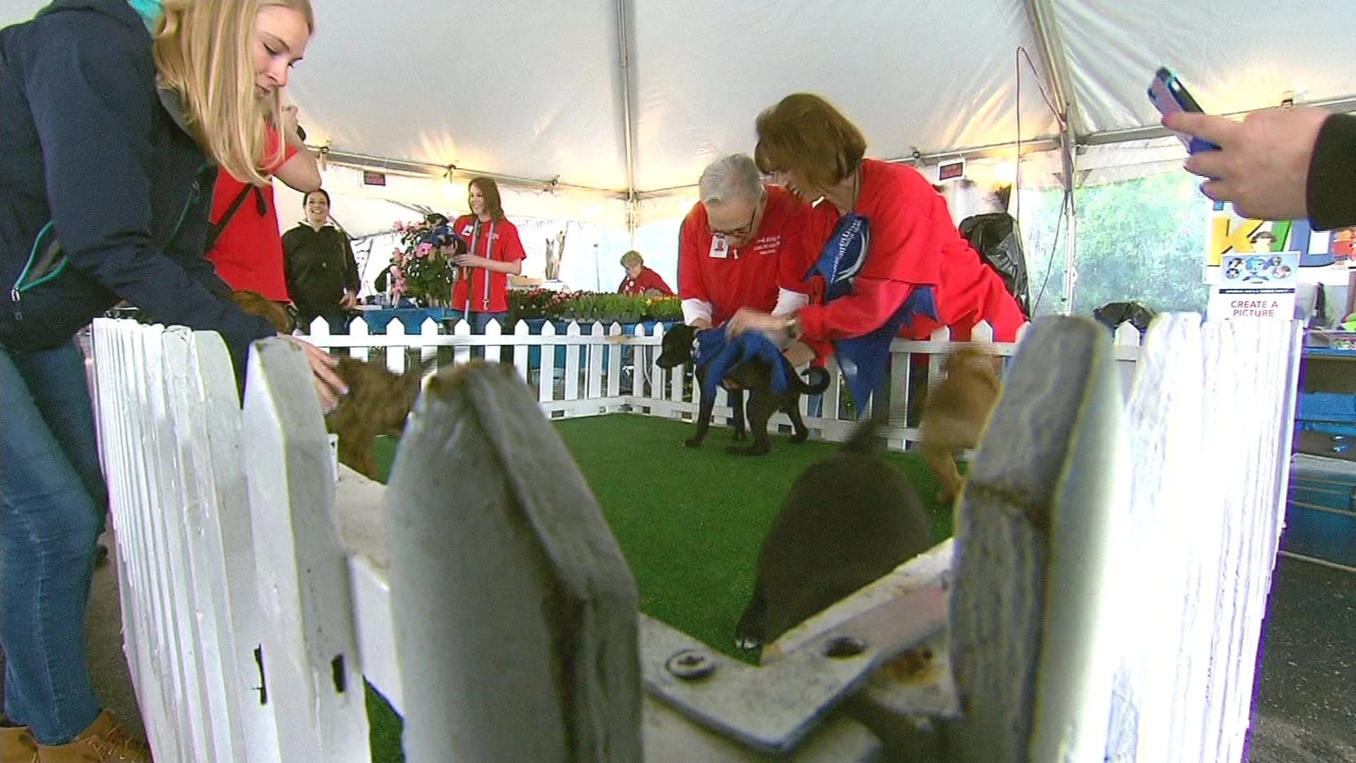LI residents line up for North Shore Animal League adopt-a-thon
