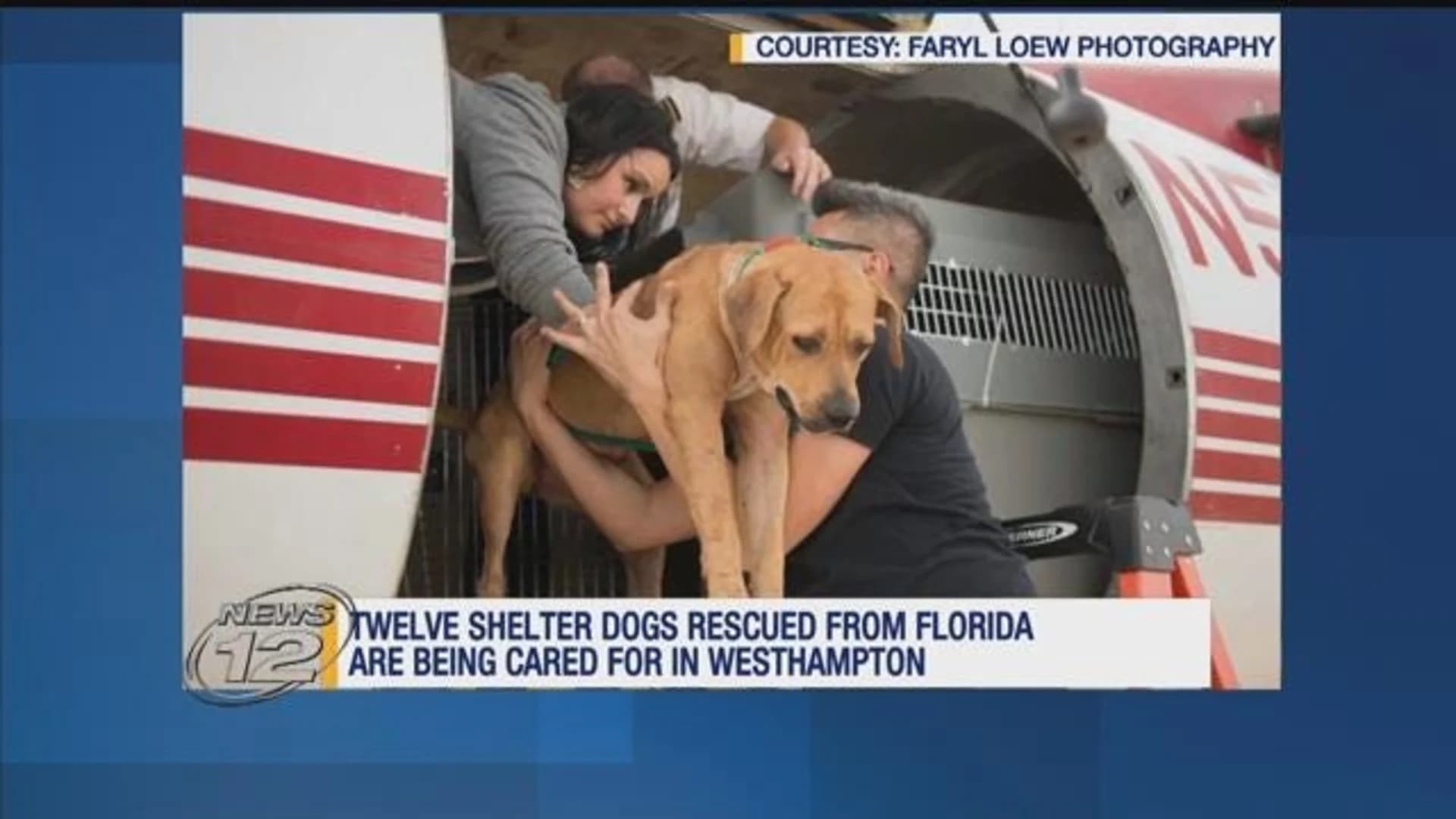 Shelter dogs rescued during Irma arrive in Westhampton