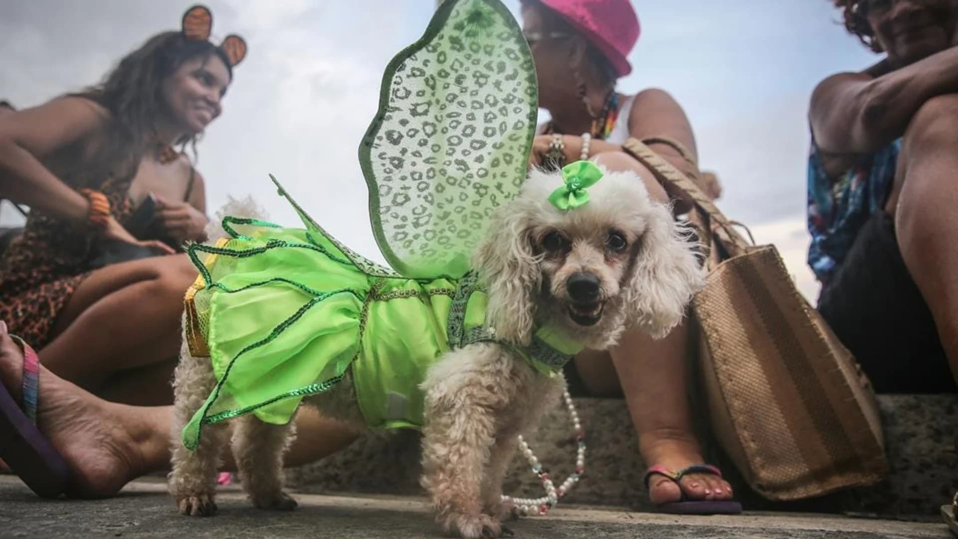 Poll: National Dress Up Your Pet Day