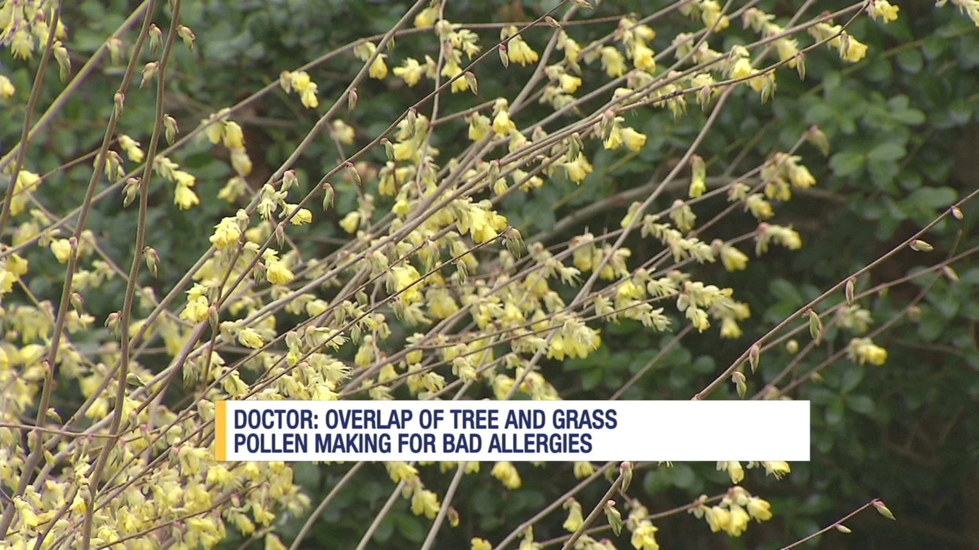Grass, tree pollen seasons offer double allergy hit