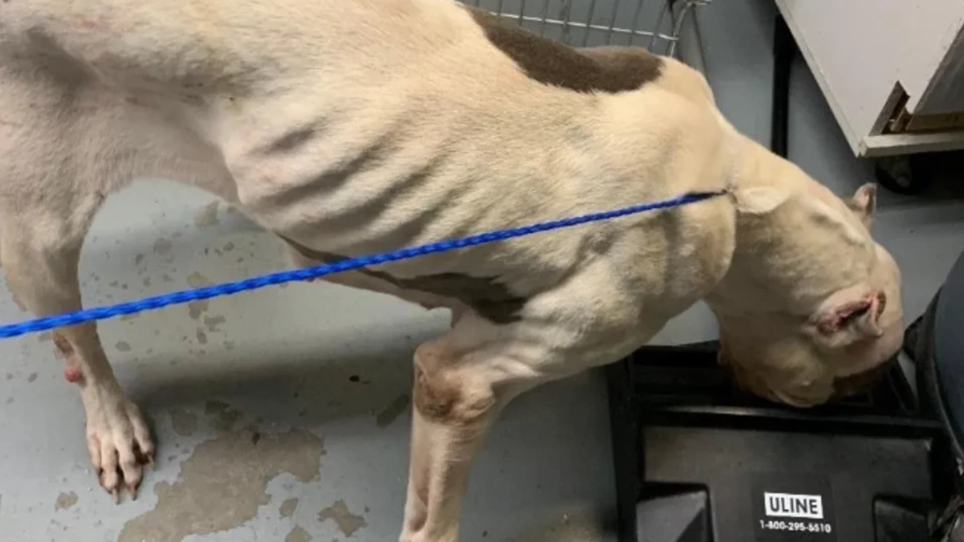 SPCA: Central Islip man neglected dogs, left wounds untreated