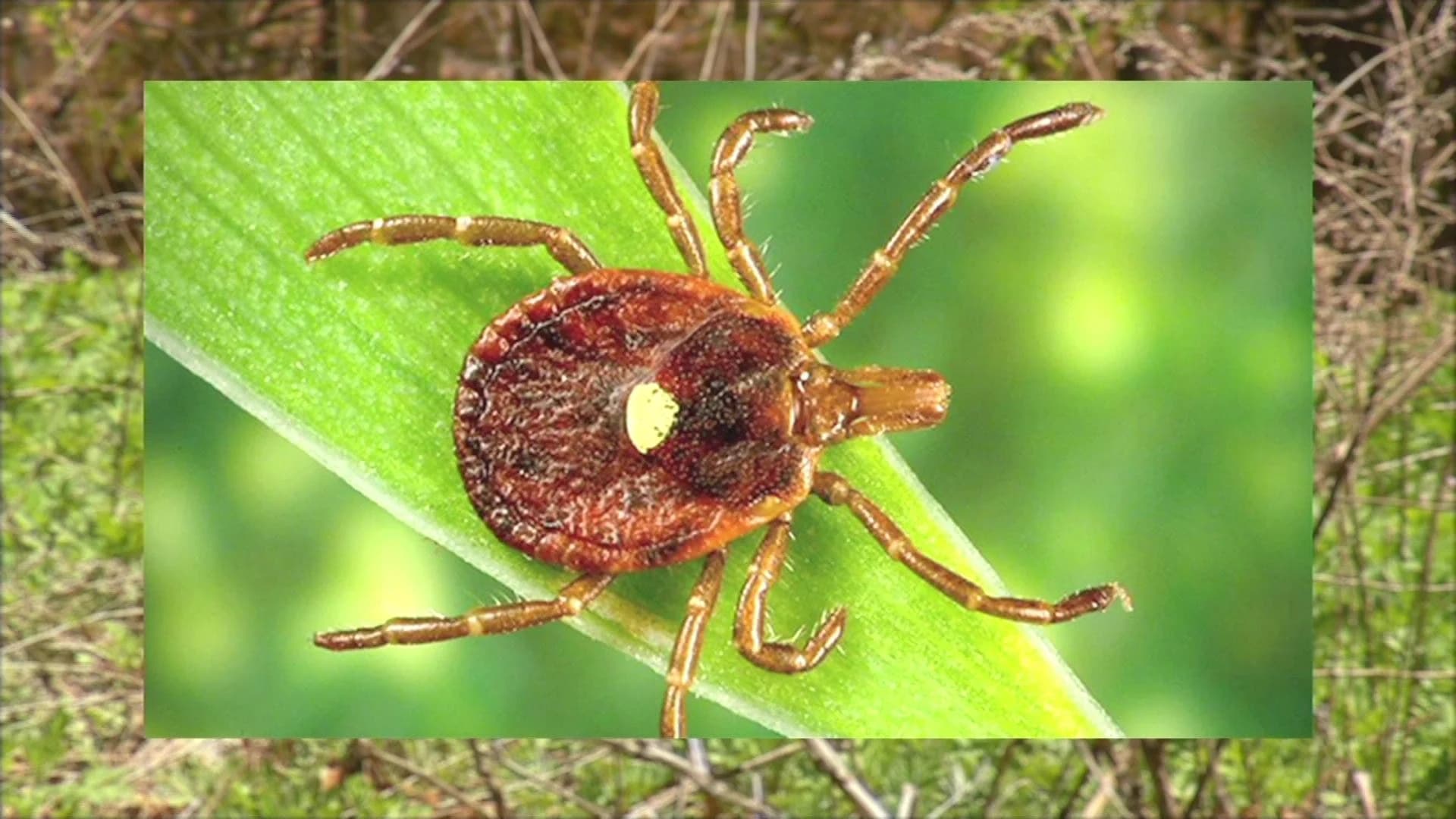 Doctors: Red meat allergies linked to East End tick bites