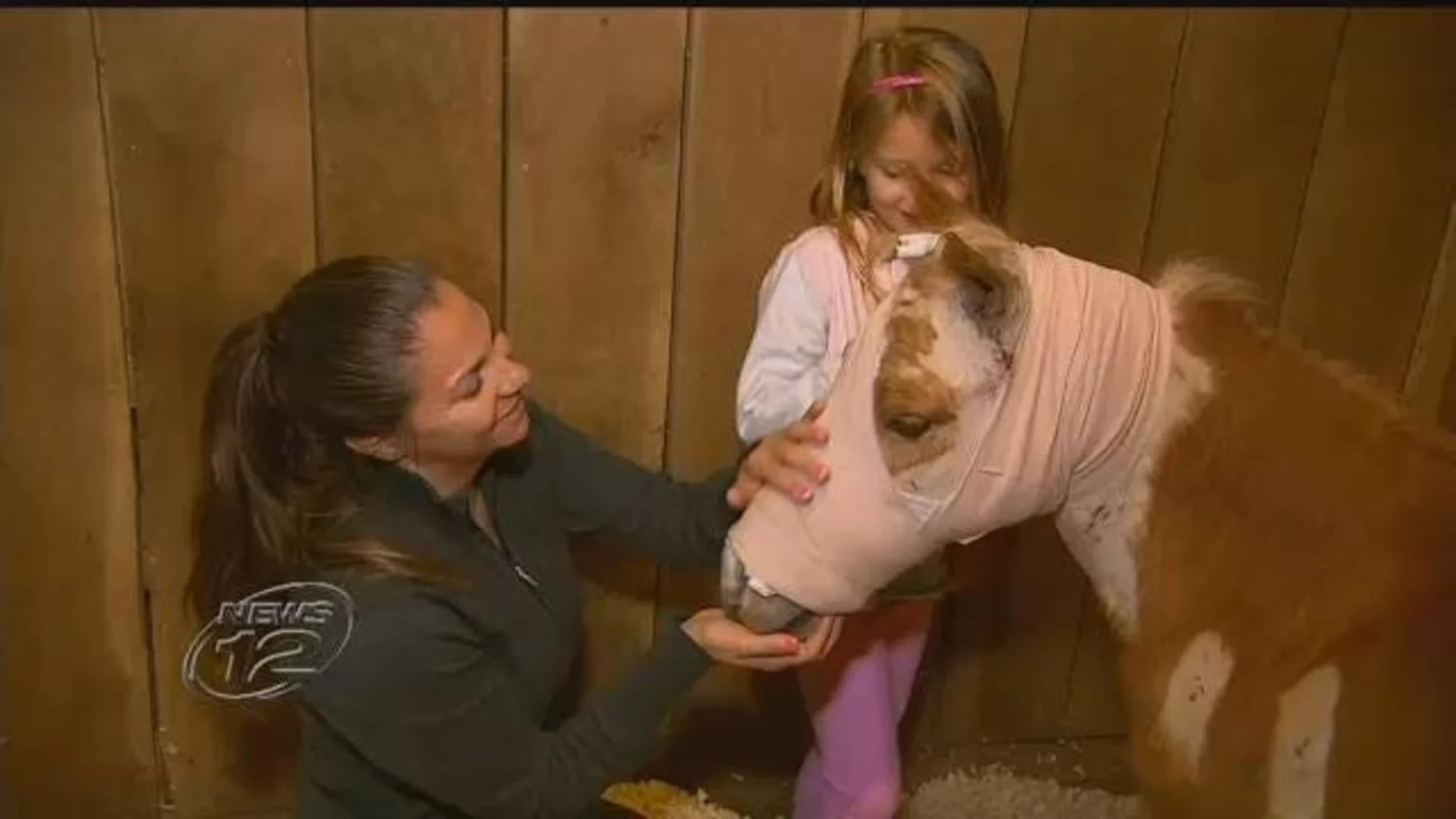 Neighbor to sue after mini-horse is attacked by dogs