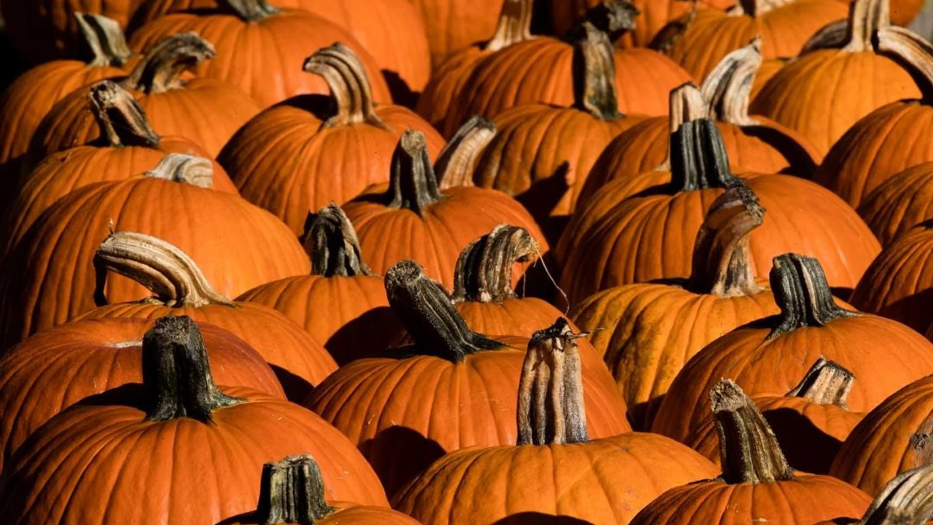 Prime pumpkin-picking season is in full swing