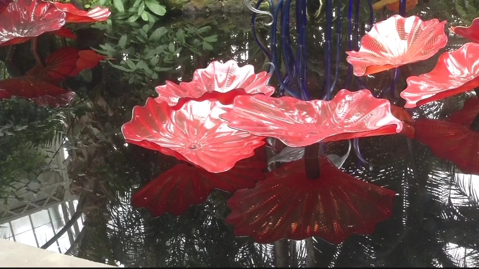Glass-blowing artist Dale Chihuly installs exhibit at New York Botanical Garden
