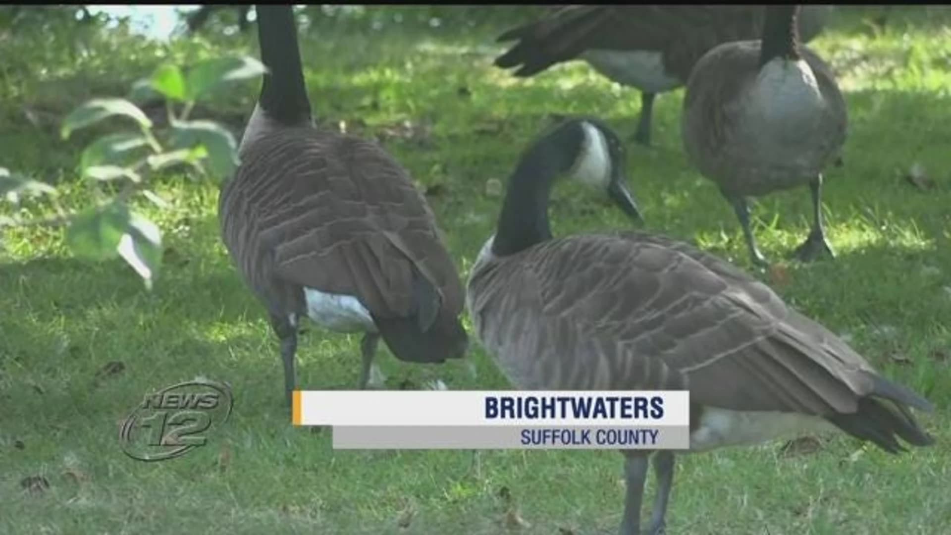 Brightwaters residents seek solution to excessive geese population