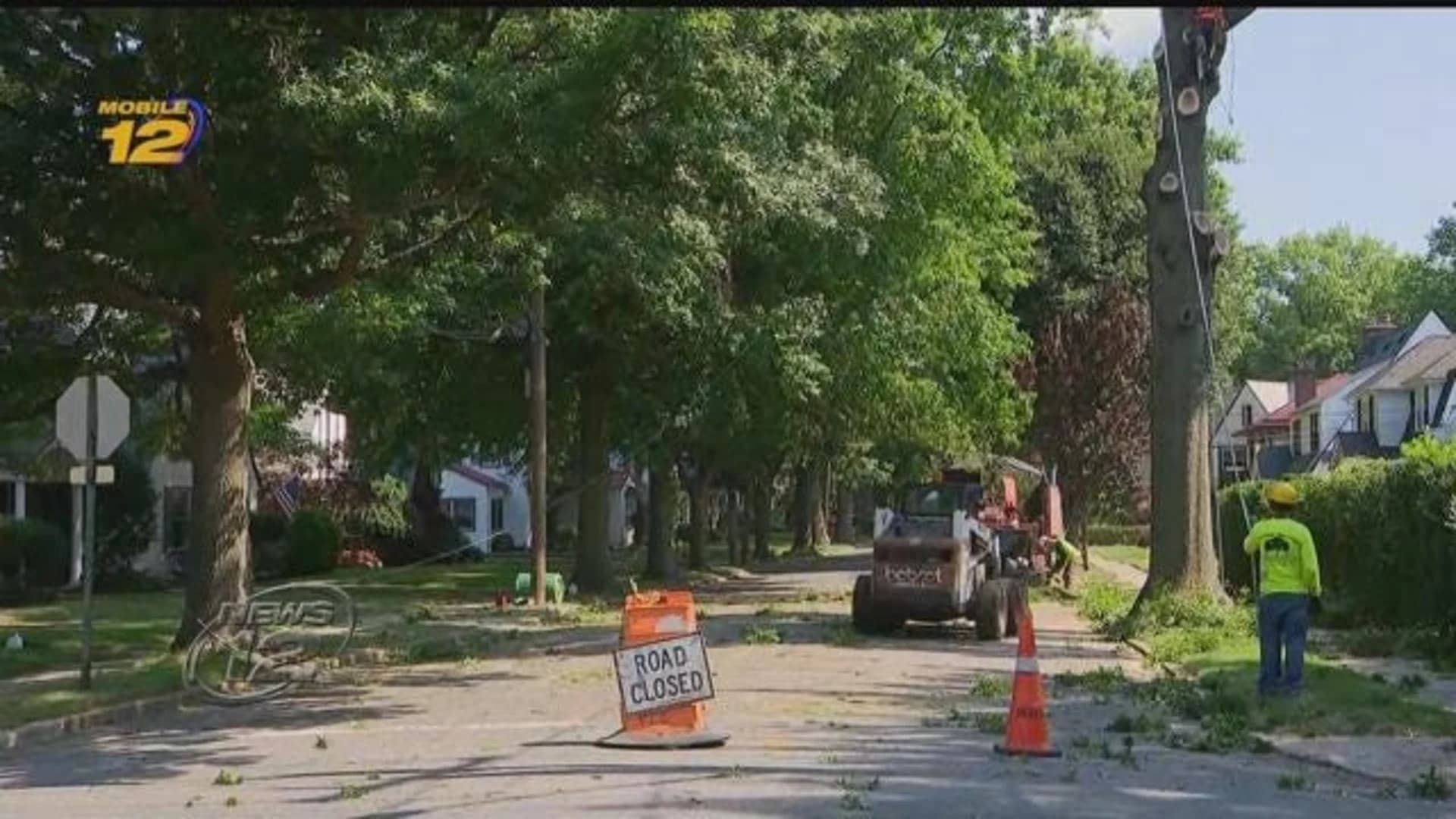 Removal of oak trees in Floral Park upsets neighbors