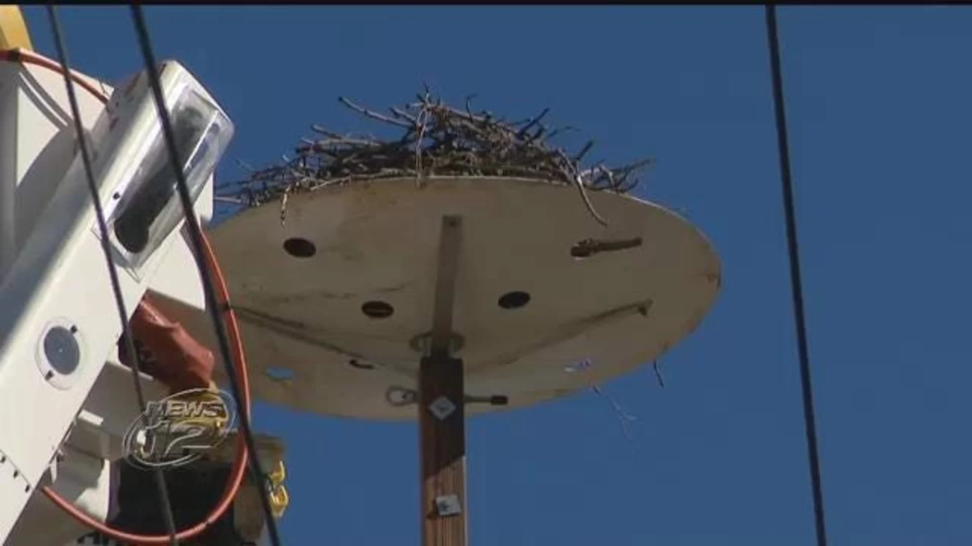 PSEG crew relocates 20-pound osprey nest in Bayville