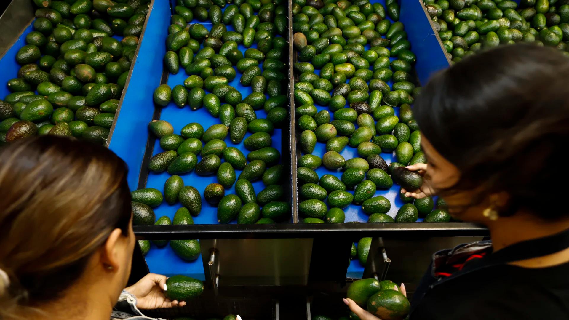 US paves way for resumption of Mexico avocado exports