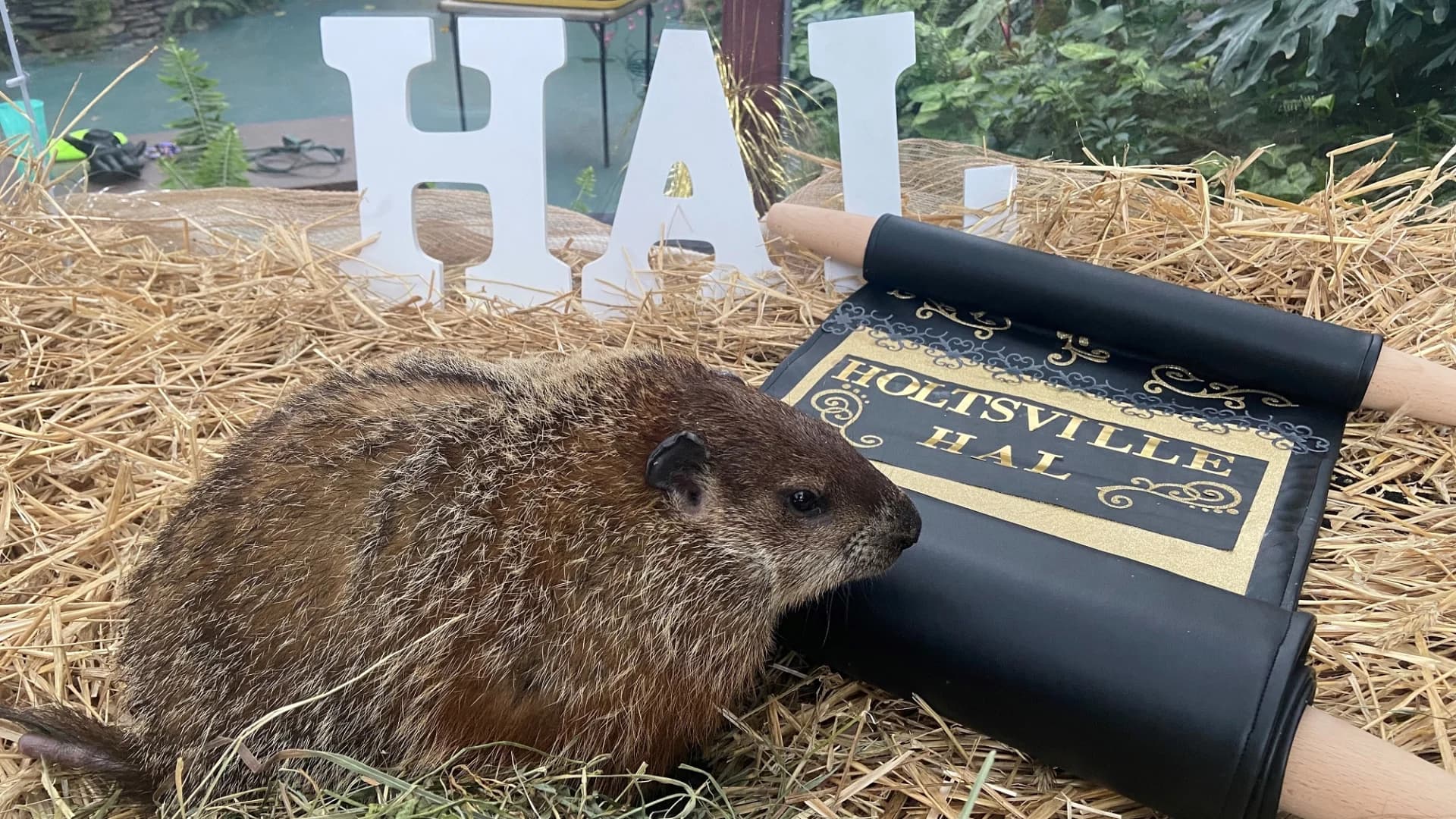 It’s Groundhog Day! What do Holtsville Hal and Malverne Mel predict?