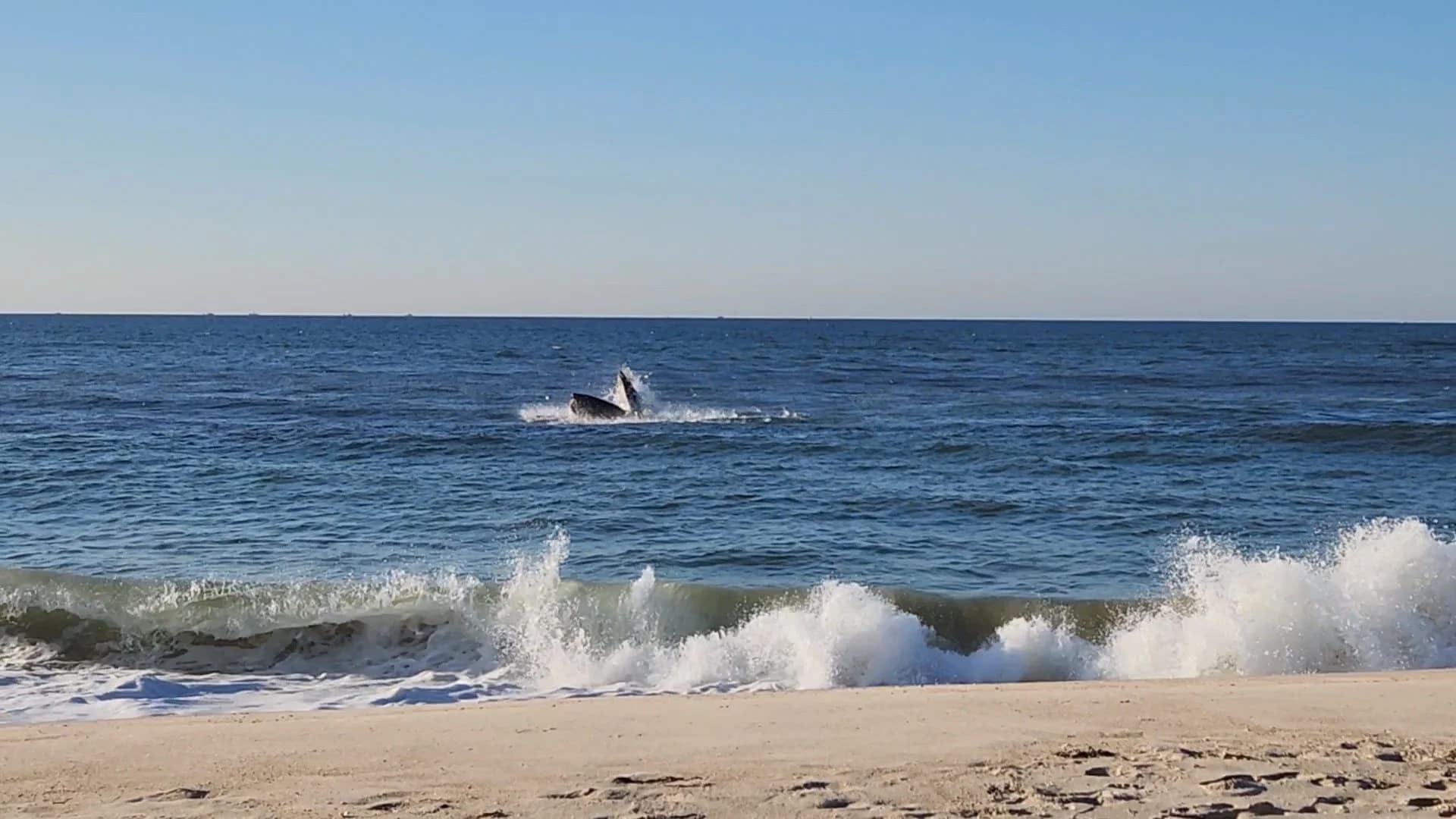 ALERT CENTER: Viewer captures photos of humpback whales off Southampton Beach