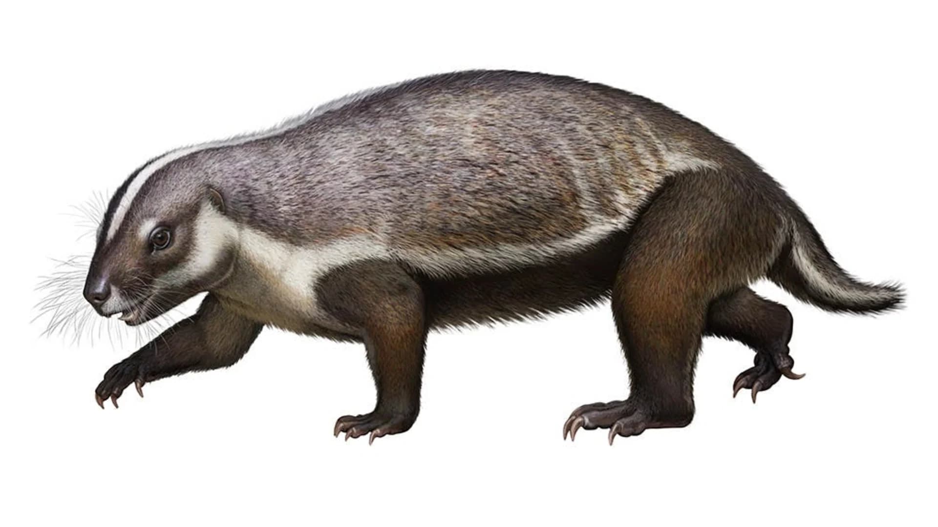 Stony Brook scientists unearth bizarre ancient mammal