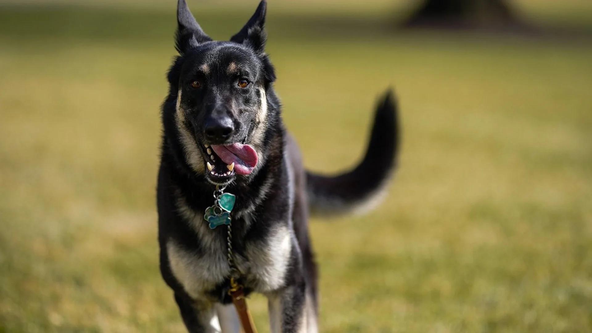 Pets are back: Biden’s 2 dogs settle in at White House