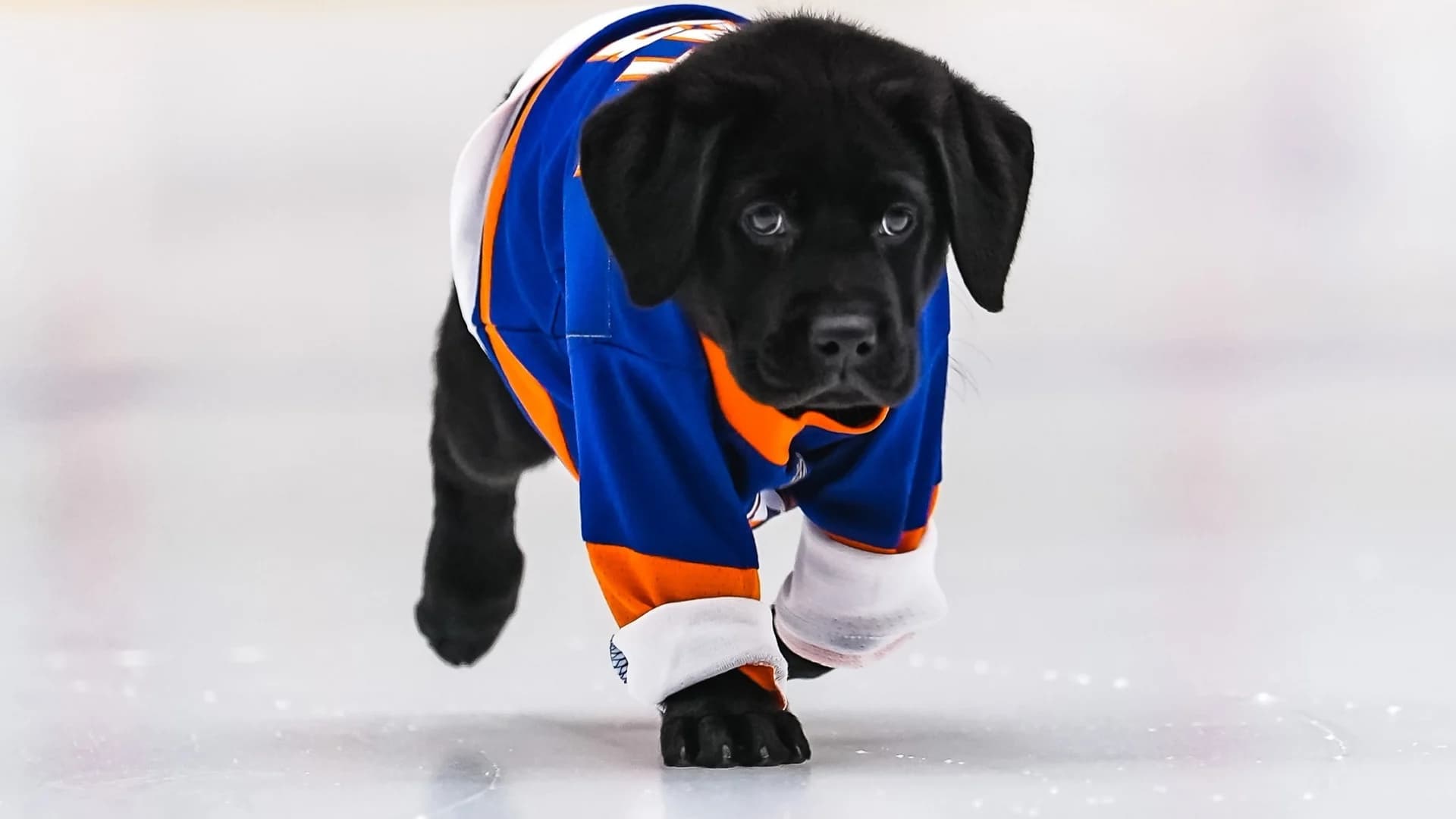 Islanders’ Puppy With a Purpose named Monte with future home in mind