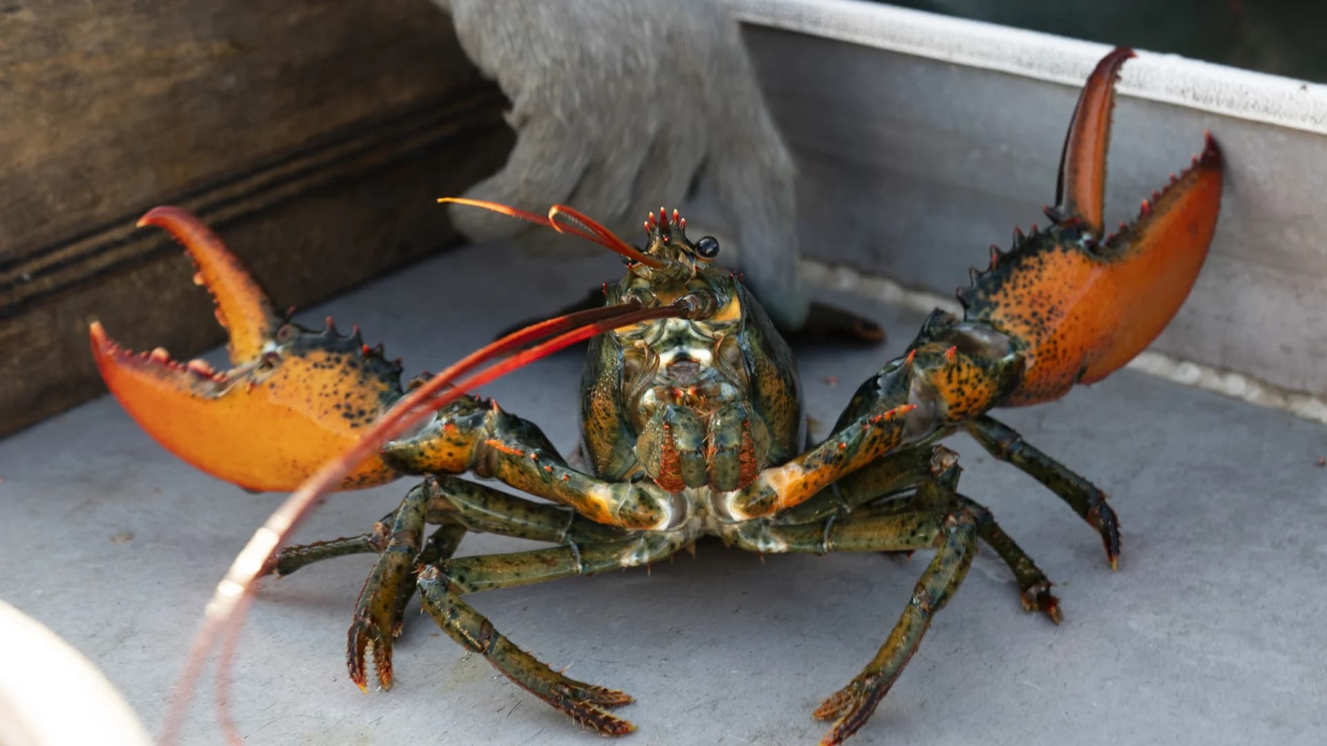 Whole Foods decision to pull lobster divides environmentalists, politicians