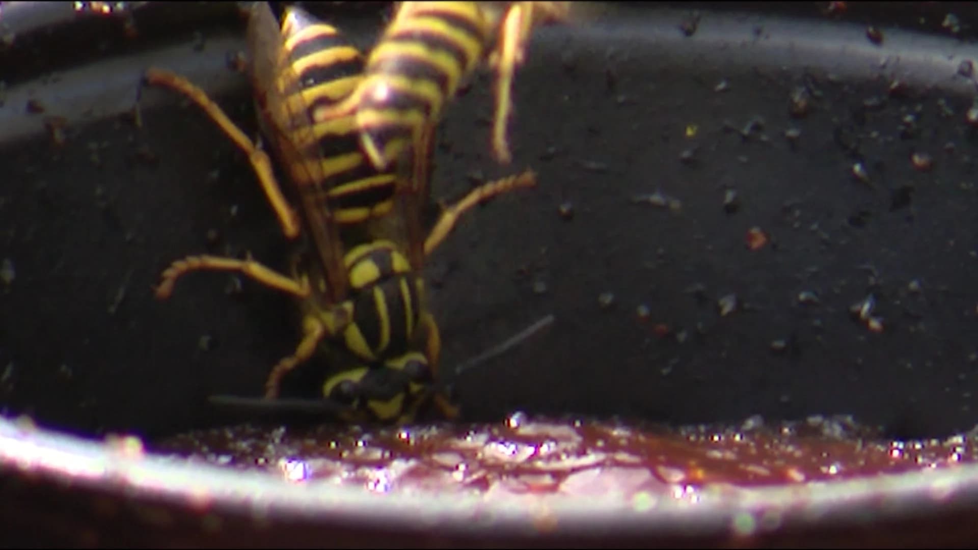 Wasps and yellow jackets buzzing away outdoor diners across Long Island