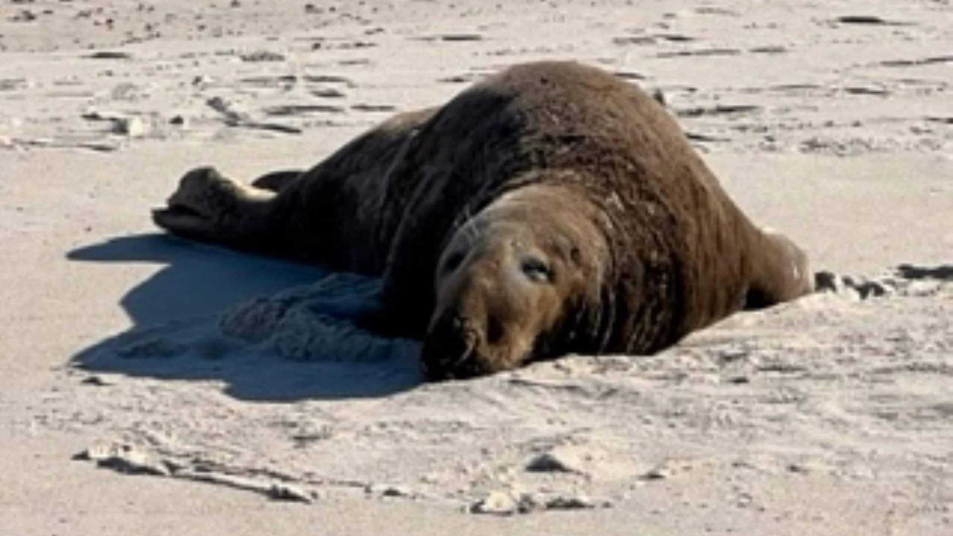 NY Marine Rescue Center to monitor grey seal on Quogue beach  