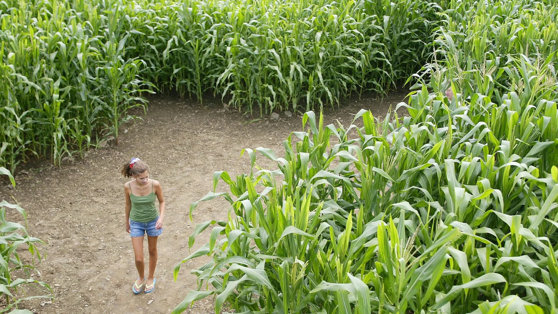 Guide: Get lost in these cornfield mazes around Long Island