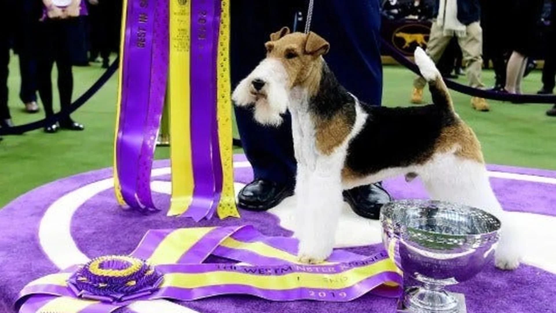 Westminster Kennel Club's annual dog show trots into New York