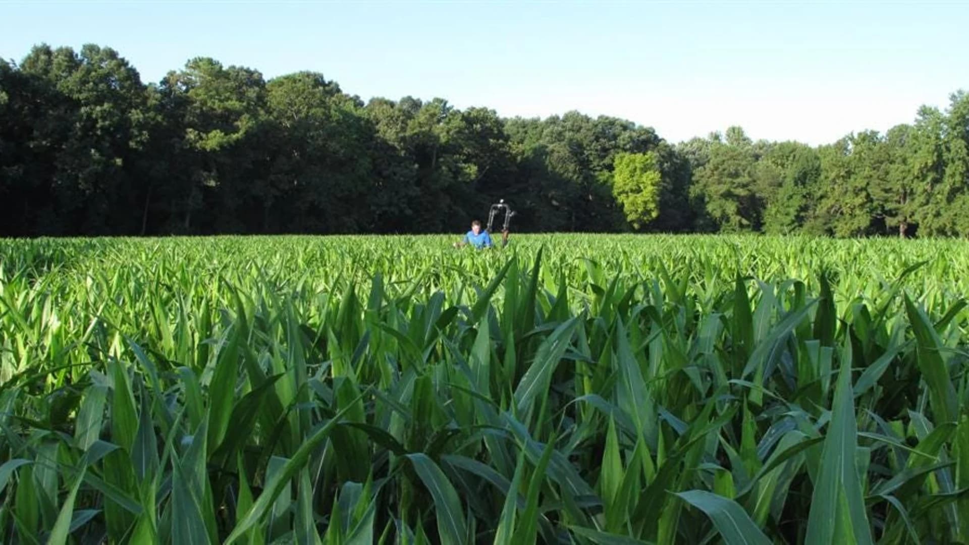 Guide: Get lost in these cornfield mazes around New Jersey 