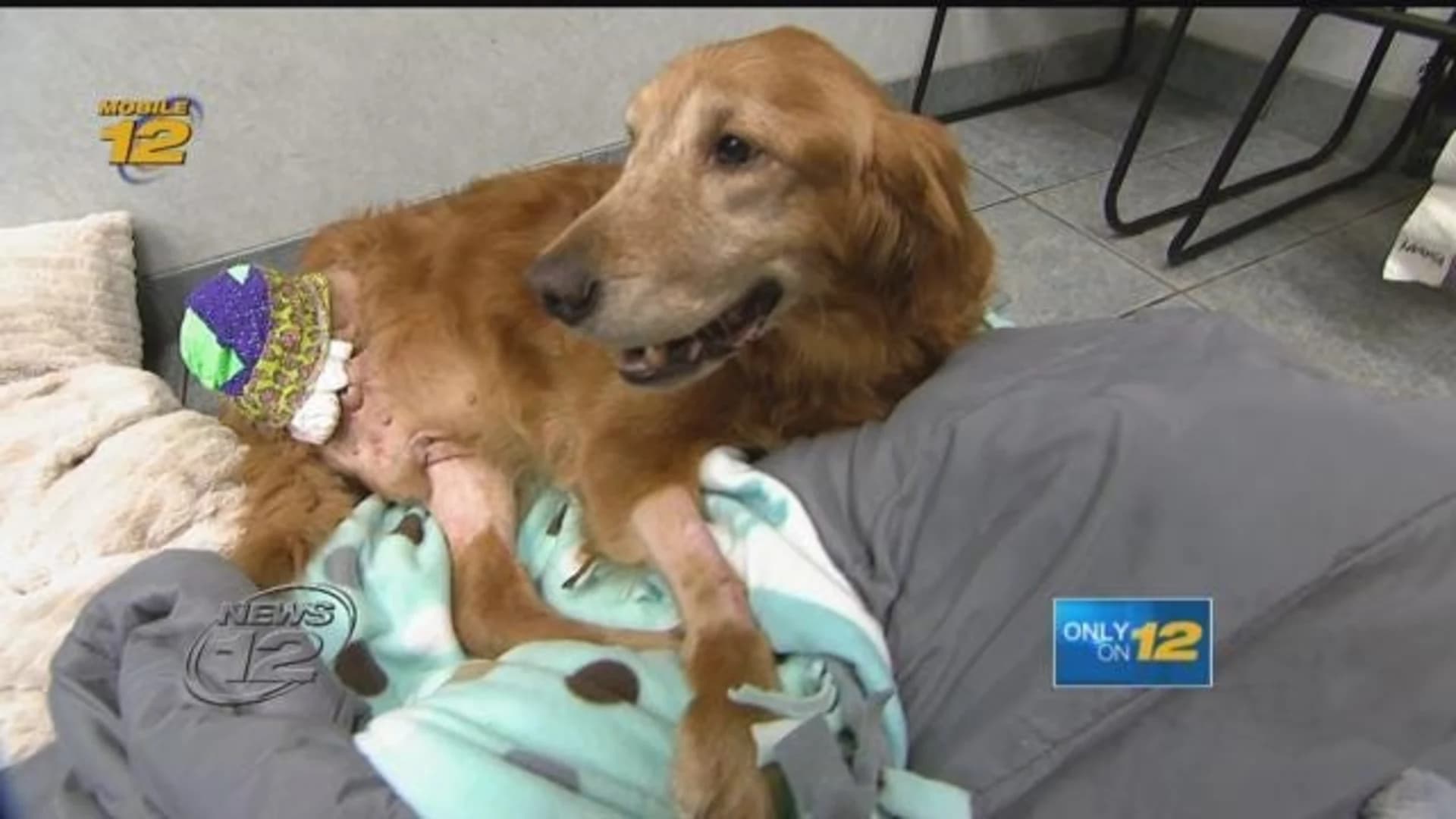 Nonprofit hopes for donations after saving veteran’s dog