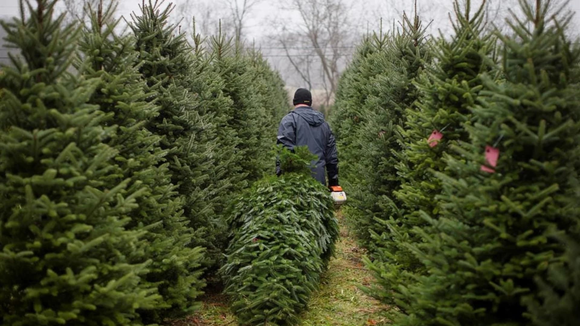 Guide: Christmas Tree Farms on Long Island