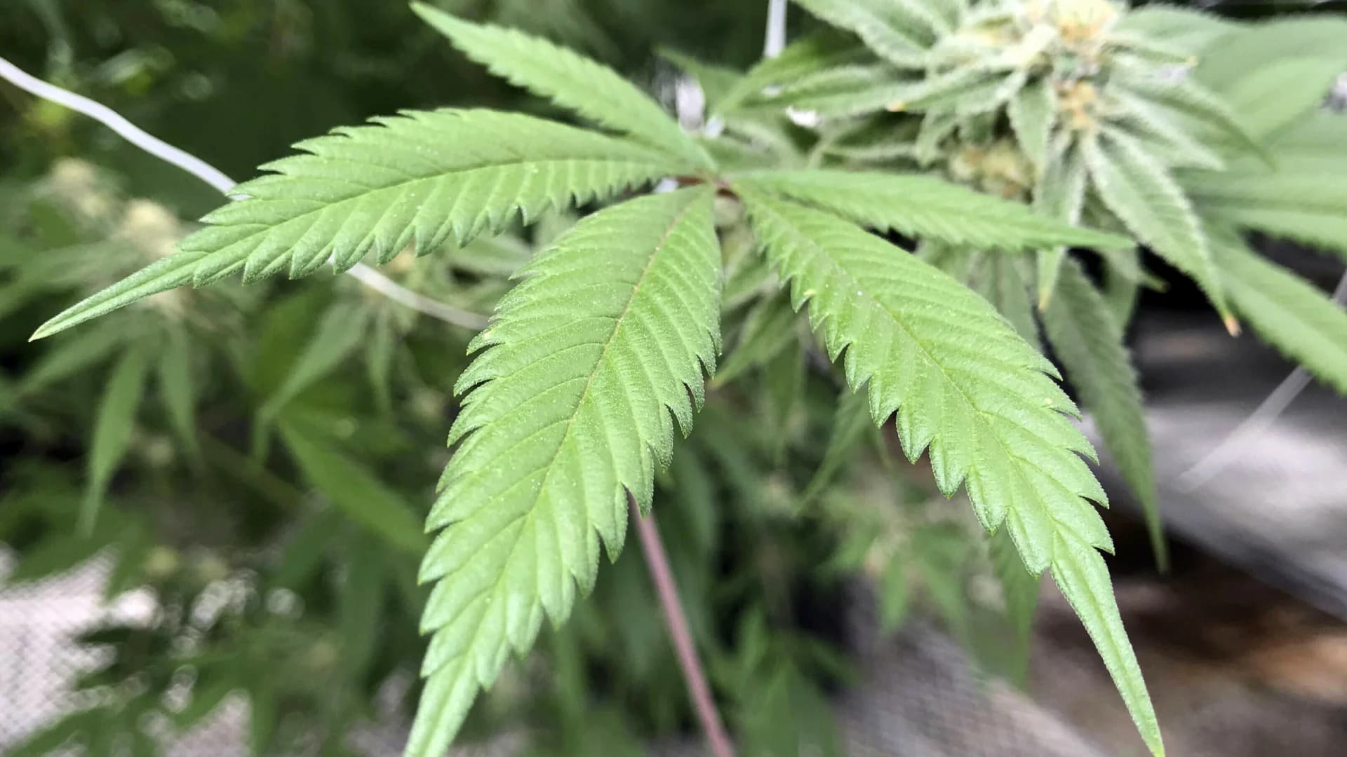 EXPLAINER: New York's legalization of adult-use marijuana 