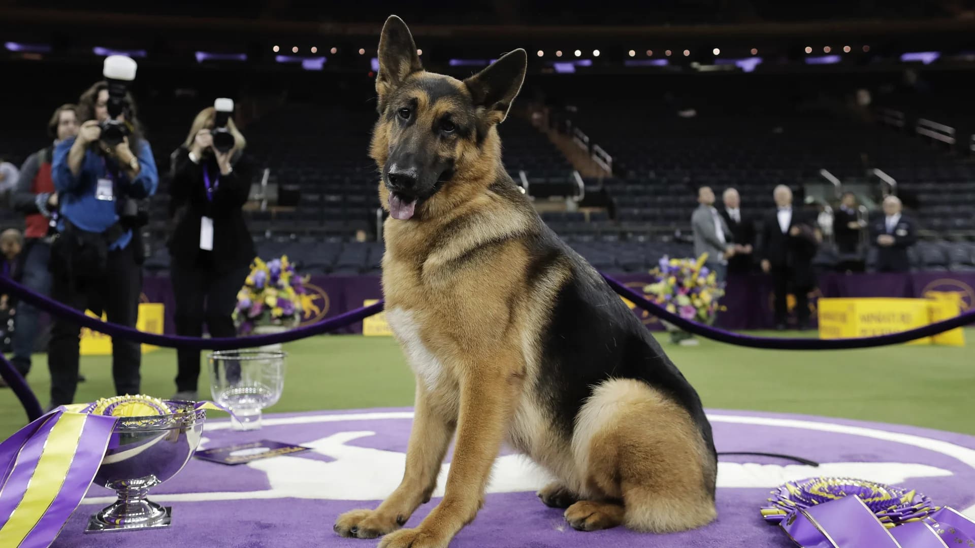 Guide: Everything you need to know for the 2022 Westminster Kennel Club Dog Show