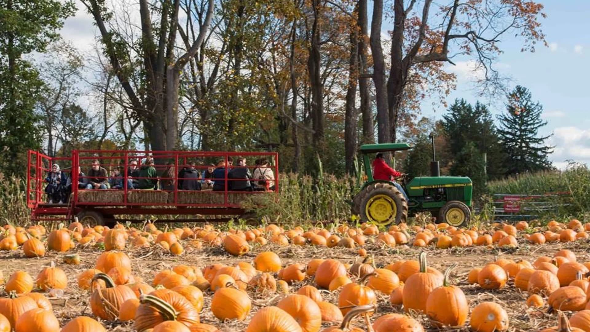 Guide: Where to go pumpkin picking in New Jersey