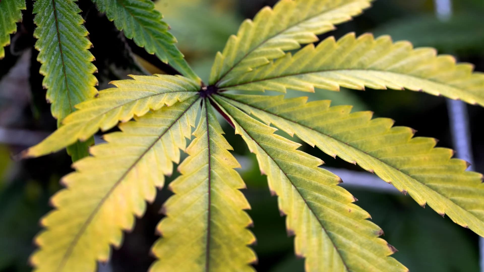 GOP Rep. Mace's bill would federally decriminalize marijuana